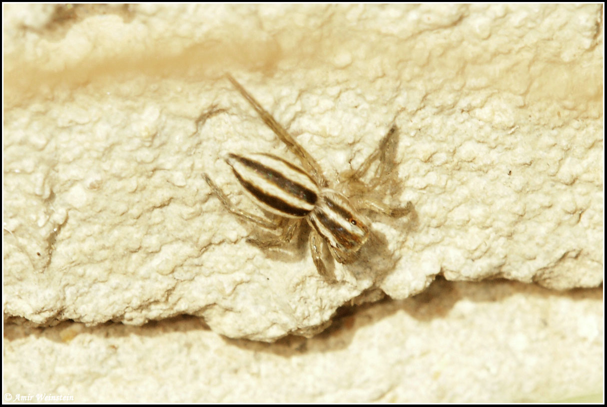 Araneae d''Israele